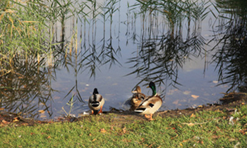 Estany de Banyoles